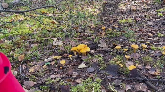 Лисичковый квест#Chanterelle Quest