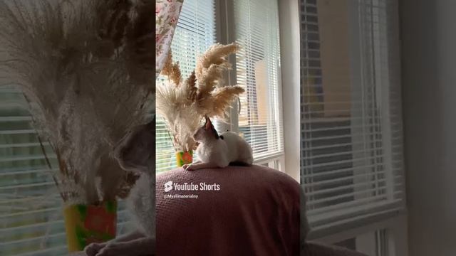 Жить хорошо…, а хорошо жить ещё лучше! #корнишрекс #кошки #домашниеживотные