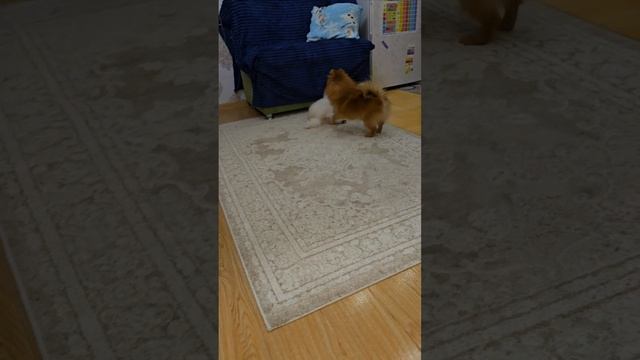 Молли и Тыква