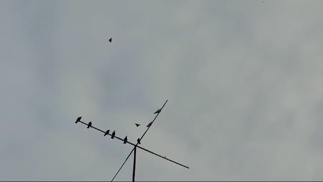 13.01.2025г Полёт Голубей Зухардина ч. 3