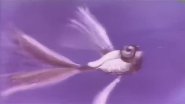 Мальчик поймал рыбку (1981 год)