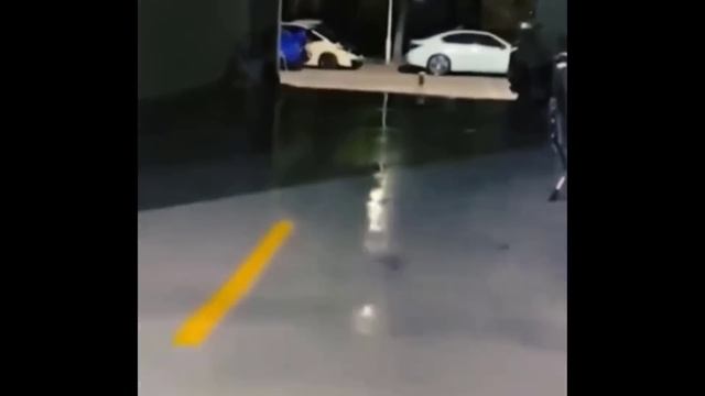 Попробуй не смеяться над кошками и собаками в новом видео о забавных животных