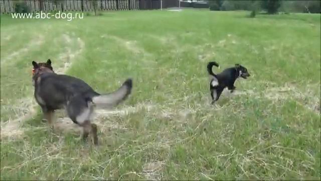 Принцесса учится общаться с собаками
