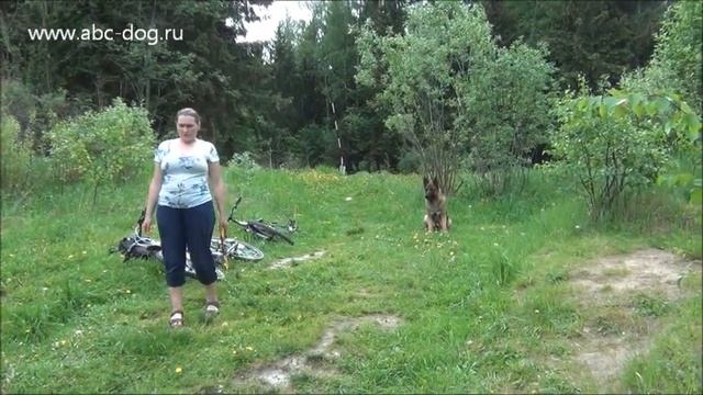 Физическое развитие собак
