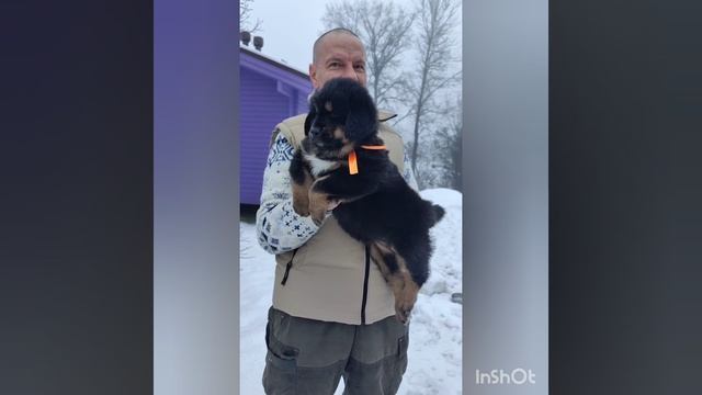 Красота 🔥Банхар Питомник Золотая Орда