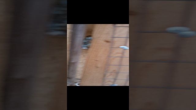 приобрёл новых голубей.
