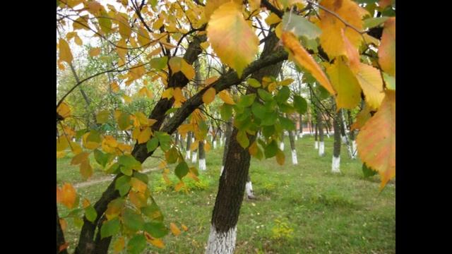 Картинка из детства - исп. Александр Дрога