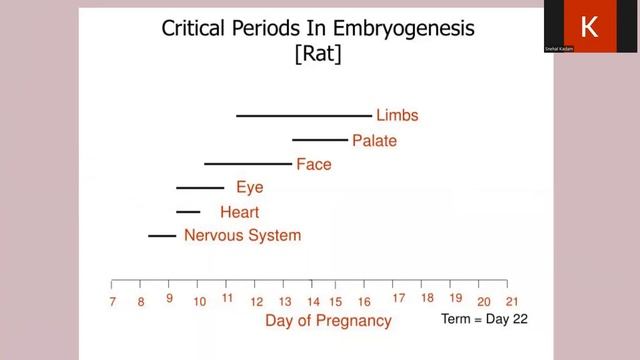 Embryo-Fetal Developmental study (Segment II)