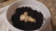 Корень Имбиря -как посадить в домашних условиях.
