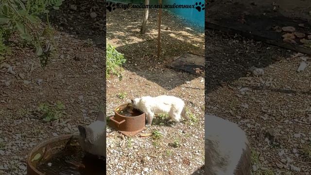 Кот Басик. Тайган