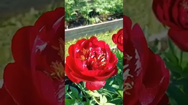 Пион бакай белл