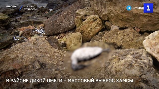 В районе Дикой Омеги – массовый выбор хамсы