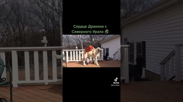 Сердце Дракона с Северного Урала