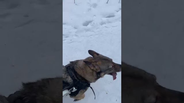 #конфета_нп передает привет