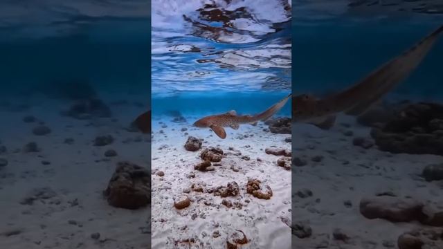 Под водой 🌊

 #Подводой  #подводныймир