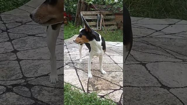 Басенджи Санечка в полгода.Почти не изменился