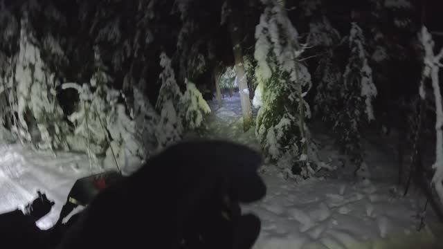 Кабаны в лесу рядом с Коркинскими озерами