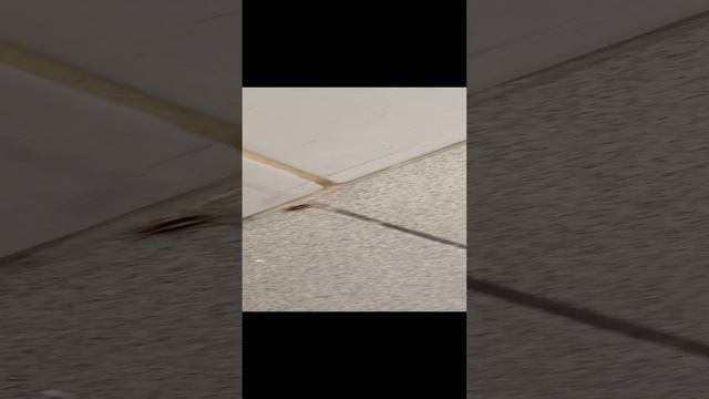 таракан в школе 😱😱
