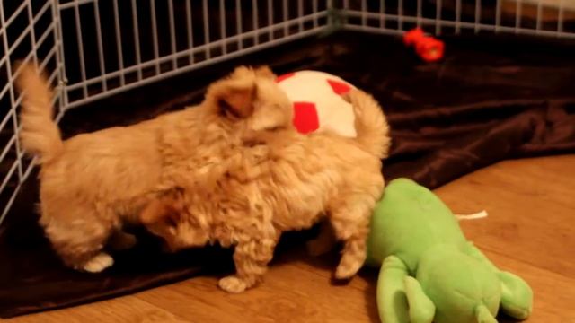 Щенки голддаст йорка - золтого йорка. Футбольный матч.