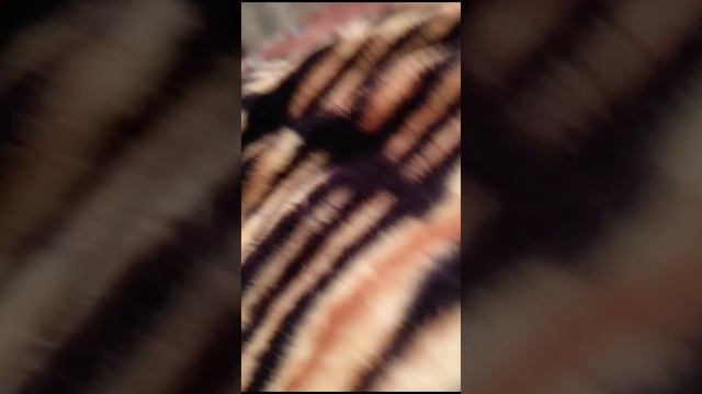 мадавут 2 всё крушу