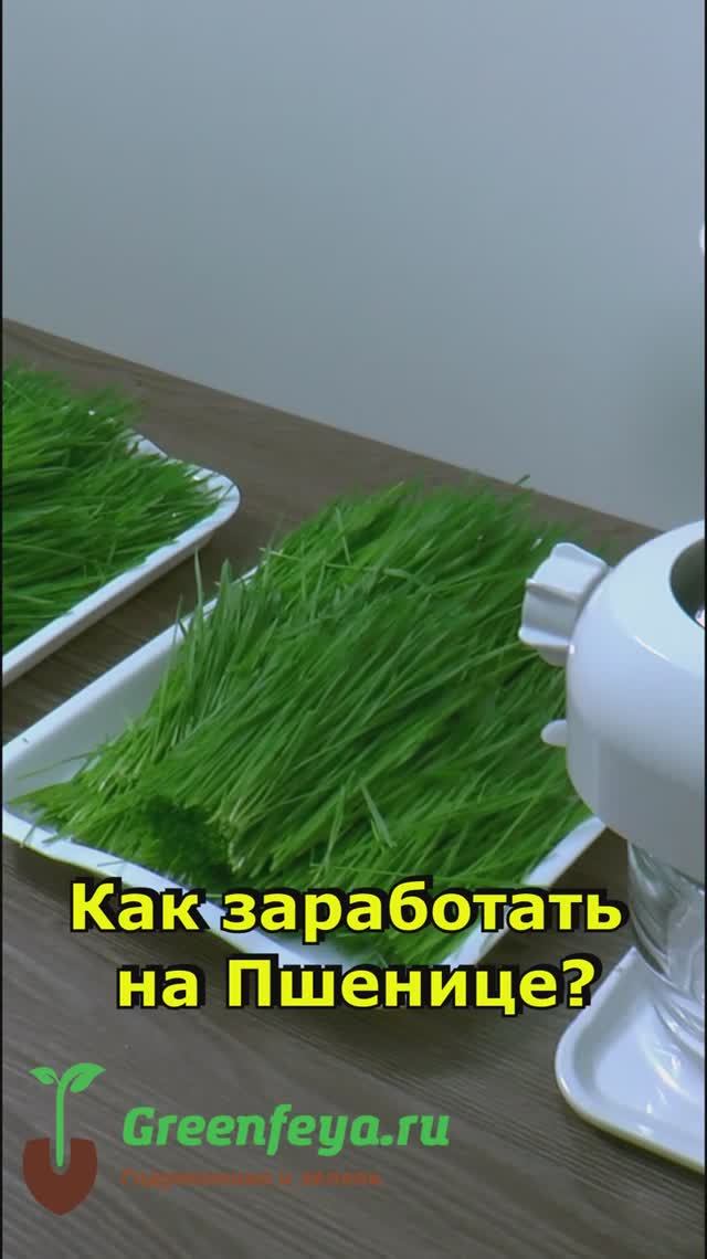 Как заработать на пшенице #гидропоннаяустановка #гидропоника #пшеница  #витграссм