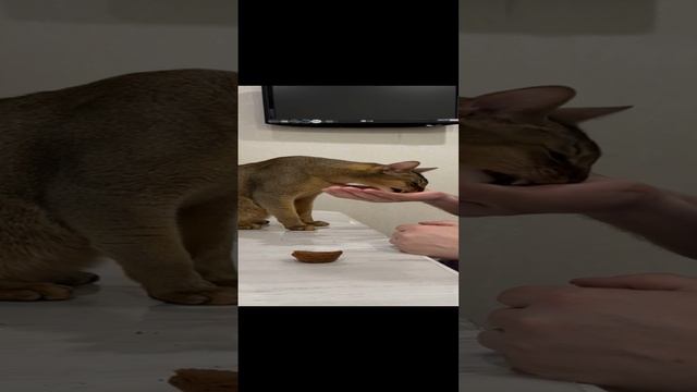 Собака -друг человека.mp4