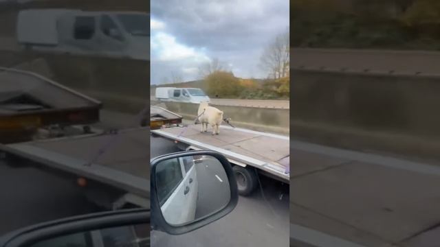 прикольное видео