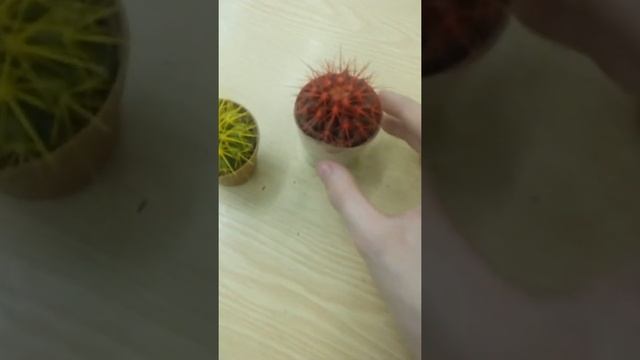 Новые виды кактусов