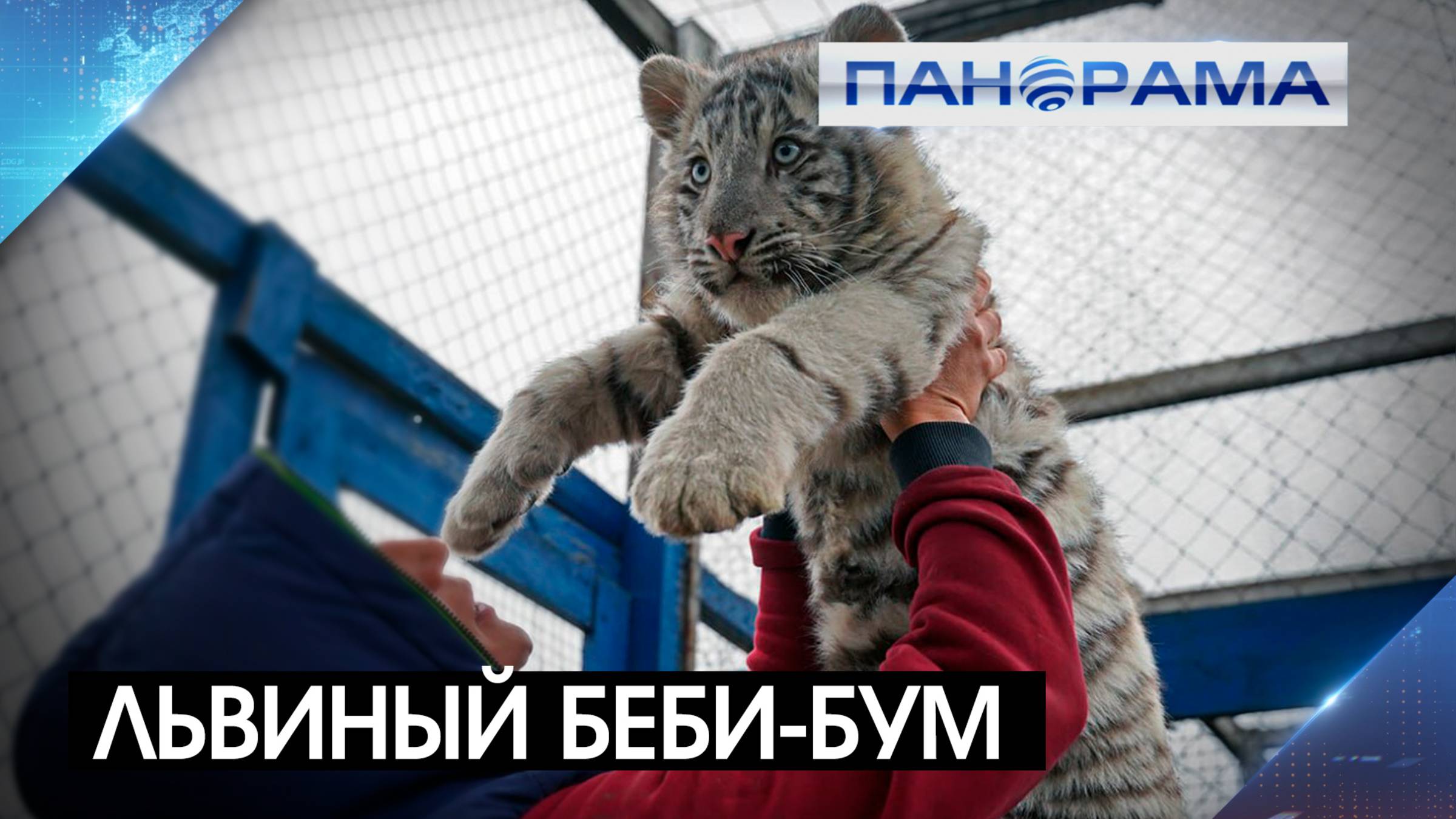 Семьи львов, медведей ждут потомство. Мариупольский зоопарк готовится к настоящему бэби-буму в 2025