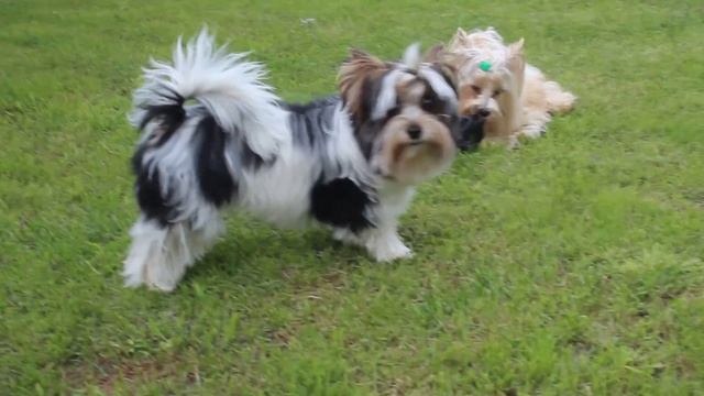 Бивер йорк НЮТА и голддаст йорк ДЕЗИ "Летние игры"