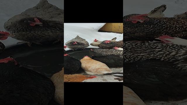 С хозяюшкой Лапой проверяем курочек🐔