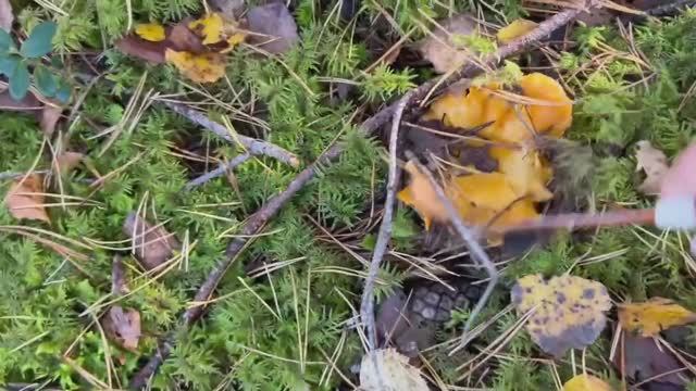 Лисичковый квест#Chanterelle Quest