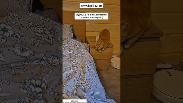 игрушки для кошек