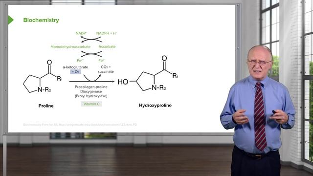 05. Biochemistry of Collagen