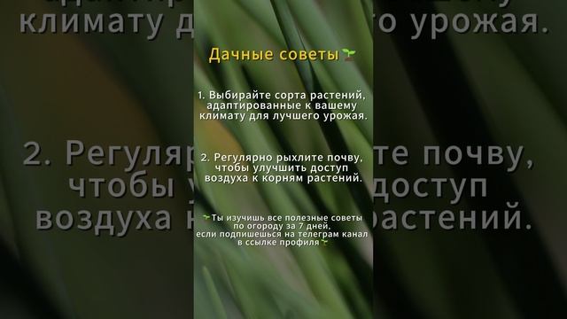 Дачные советы