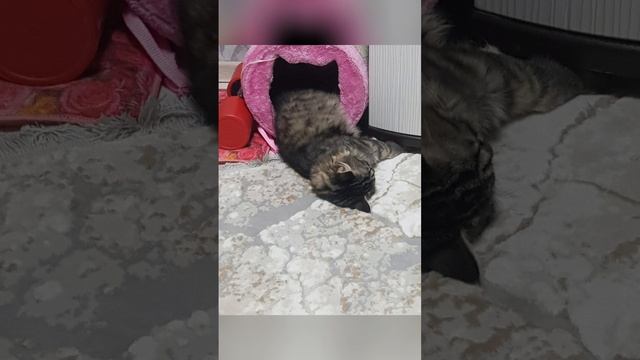 наш сибирский питомец.mp4