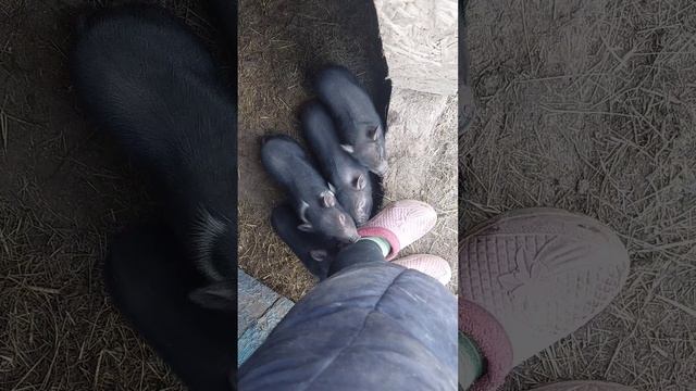 Все на зубок 🐷