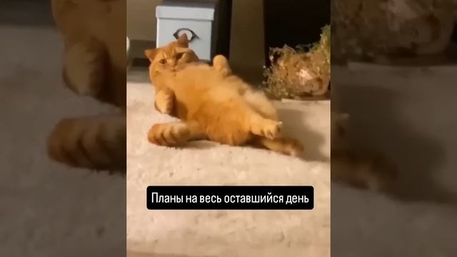 Какие планы на день?