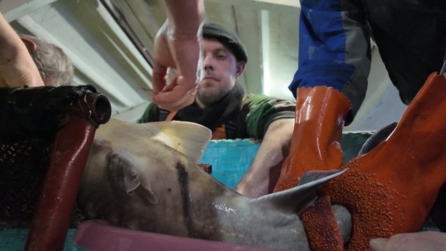 Получение черной икры