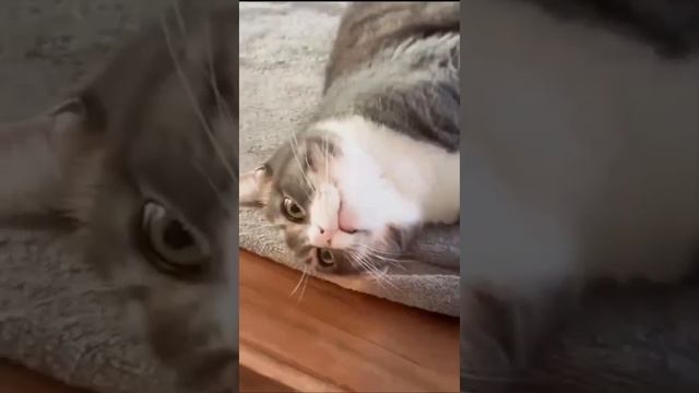 1000071276.mp4