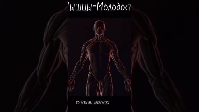 мышцы это молодость