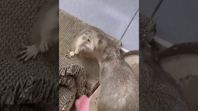 1000071277.mp4