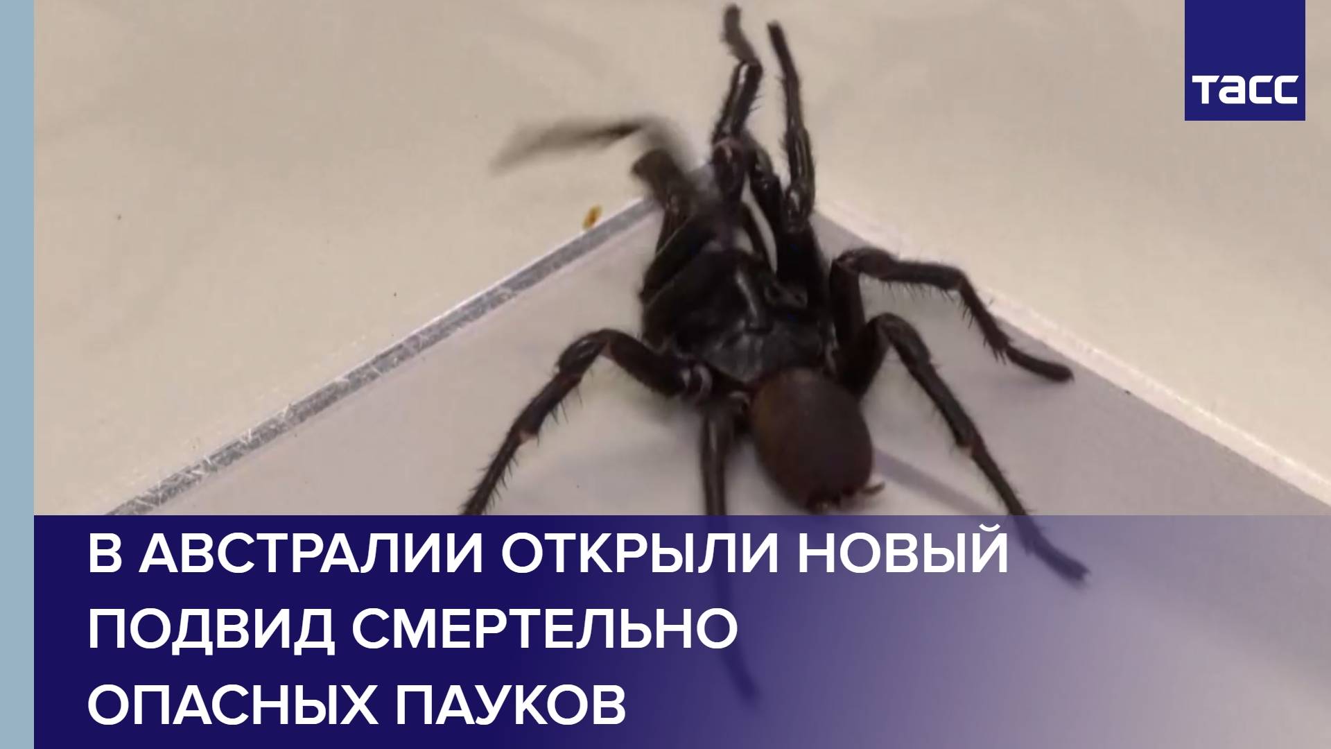 В Австралии открыли новый подвид смертельно опасных пауков
