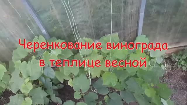 Черенкование винограда