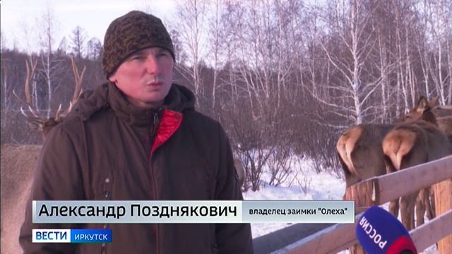 Покормить и погладить благородных оленей. В Баяндаевском районе появилась заимка Олеха