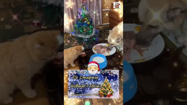 Со Старым Новым годом 🎄☃️❤️😻🐶