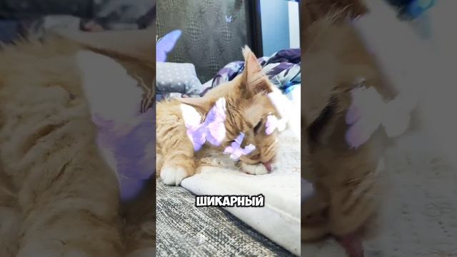 Для хорошего перекуса компания не нужна #мейкун #cat #мейнкун #котик #кот #мяу #коты #кошки