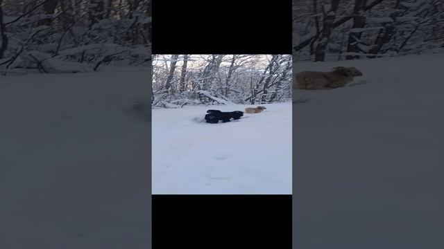 Щенки Тибетского терьера