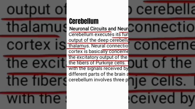 Cerebellum- Neuronal circuits