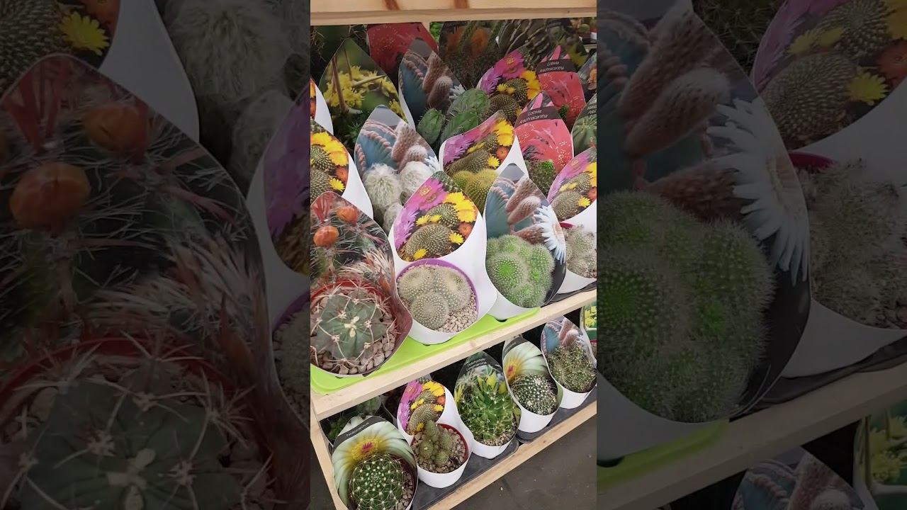 кактусы и другие суккуленты